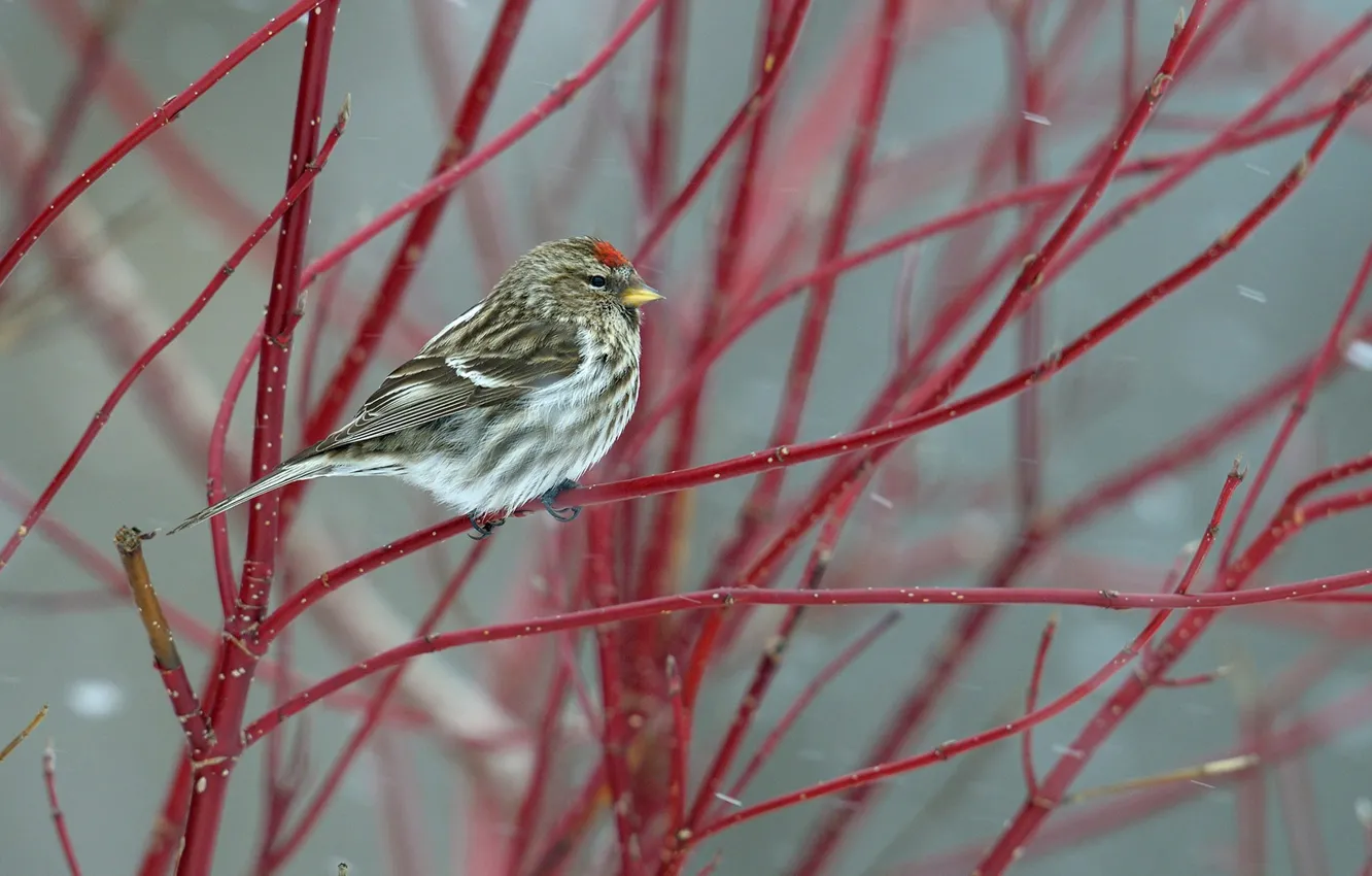 Photo wallpaper branches, bird, beak, tail, tap dance