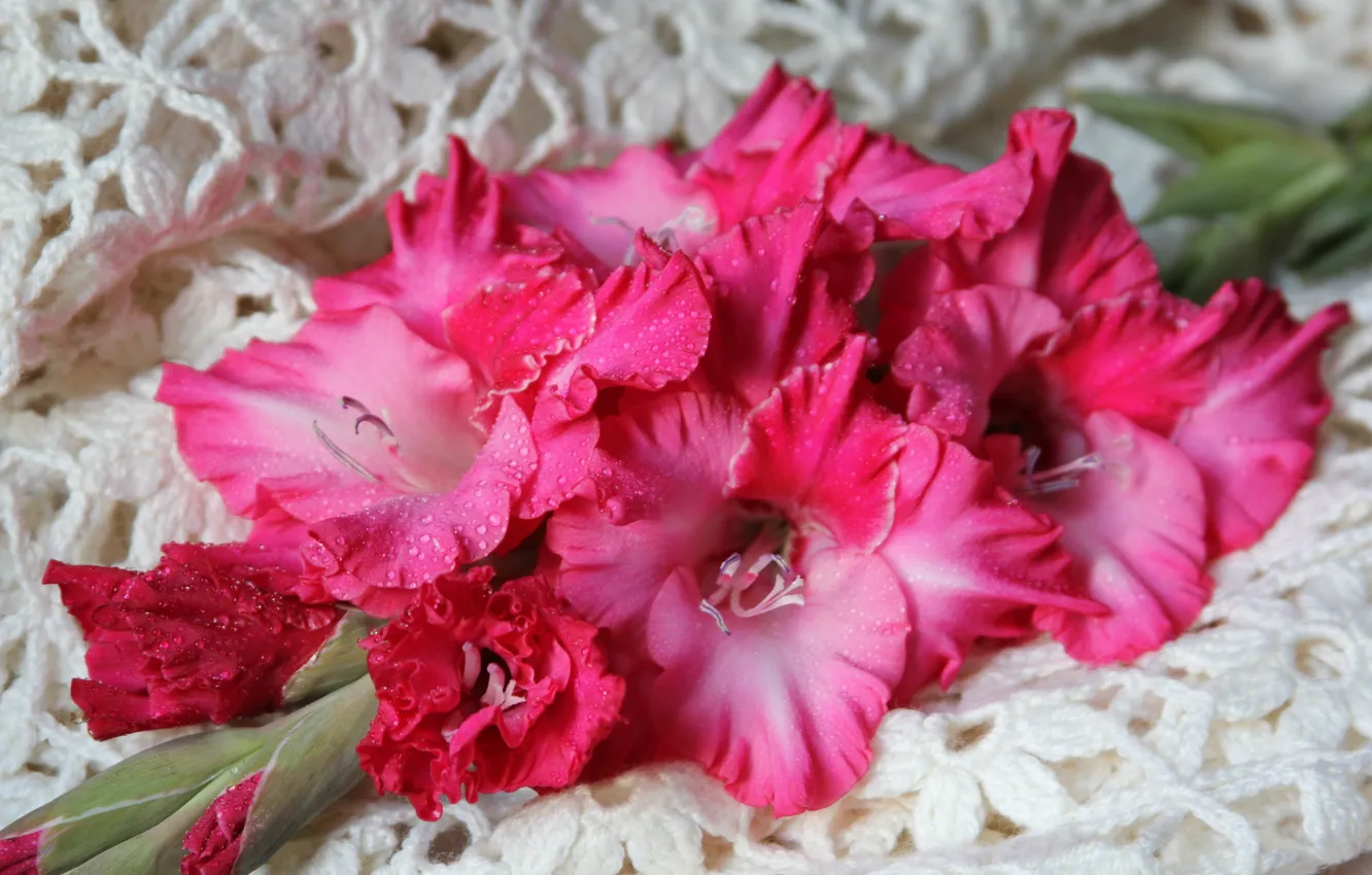 Photo wallpaper drops, flowers, pink, gladiolus
