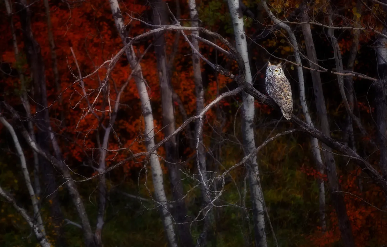Photo wallpaper branches, bird, owl