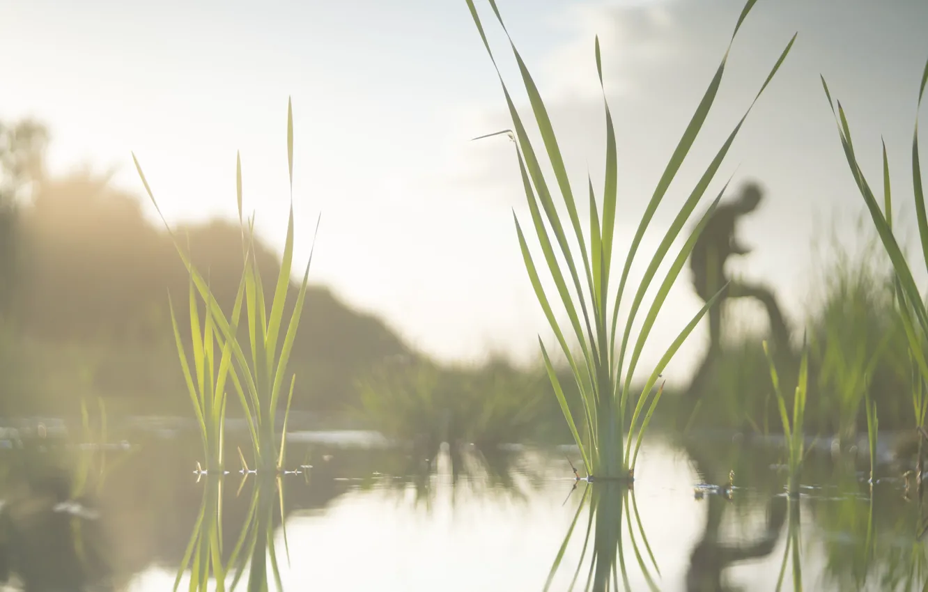 Photo wallpaper leaves, water, background, swamp, morning, silhouette, haze