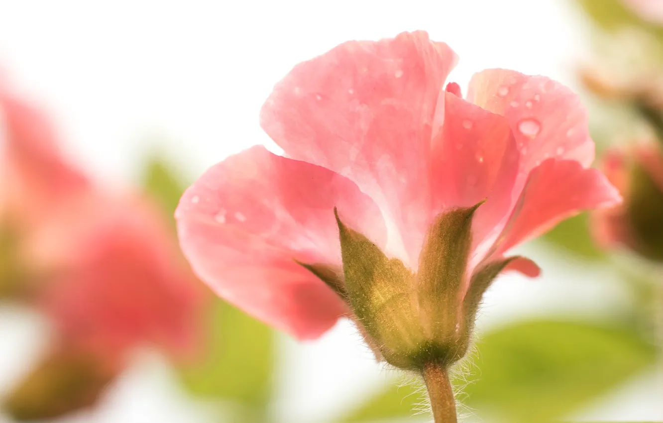 Photo wallpaper drops, macro, petals, geranium