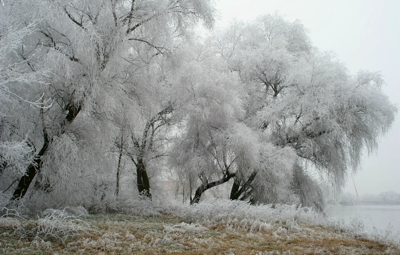 Photo wallpaper winter, frost, trees, Park, Germany