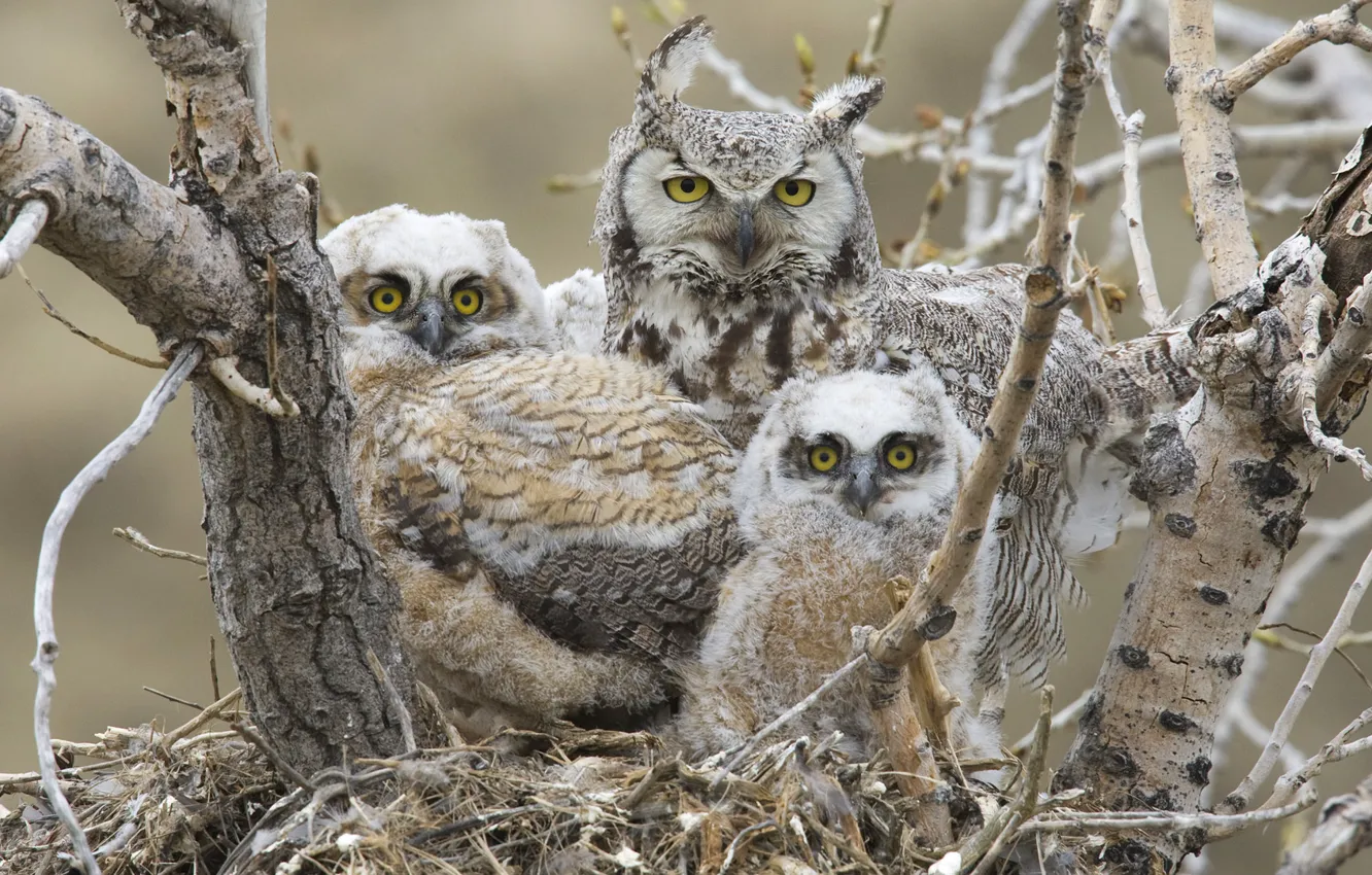 Photo wallpaper birds, socket, Chicks, great horned owl, Great horned owl