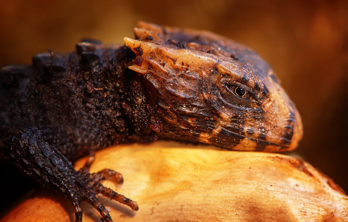 Photo wallpaper look, dragon, portrait, legs, lizard, profile, dragon, reptile