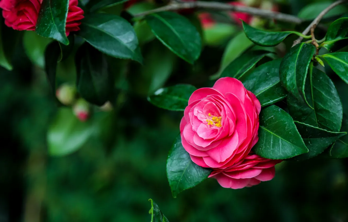 Photo wallpaper trees, bright, pink, Camellia