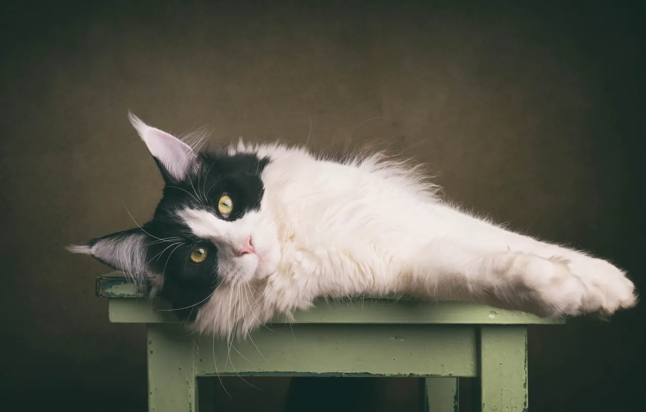 Photo wallpaper cat, cat, lies