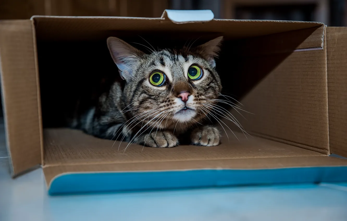 Photo wallpaper cat, cat, box, Kota