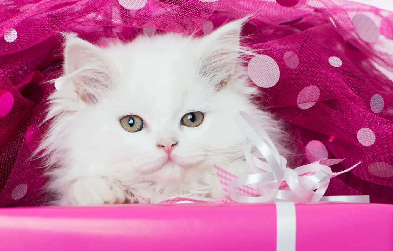 Photo wallpaper white, look, muzzle, kitty, тюль1