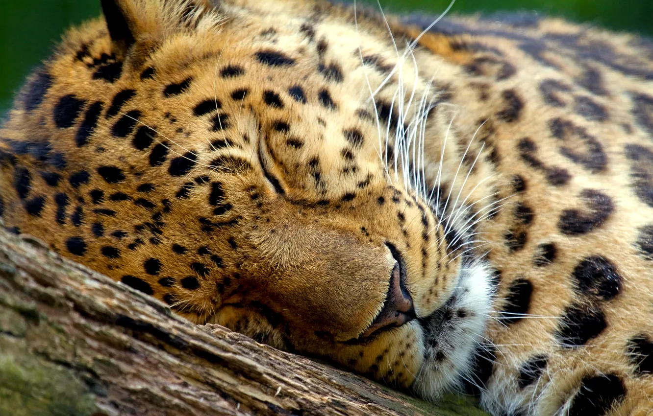 Photo wallpaper trees, leopard, sleeping