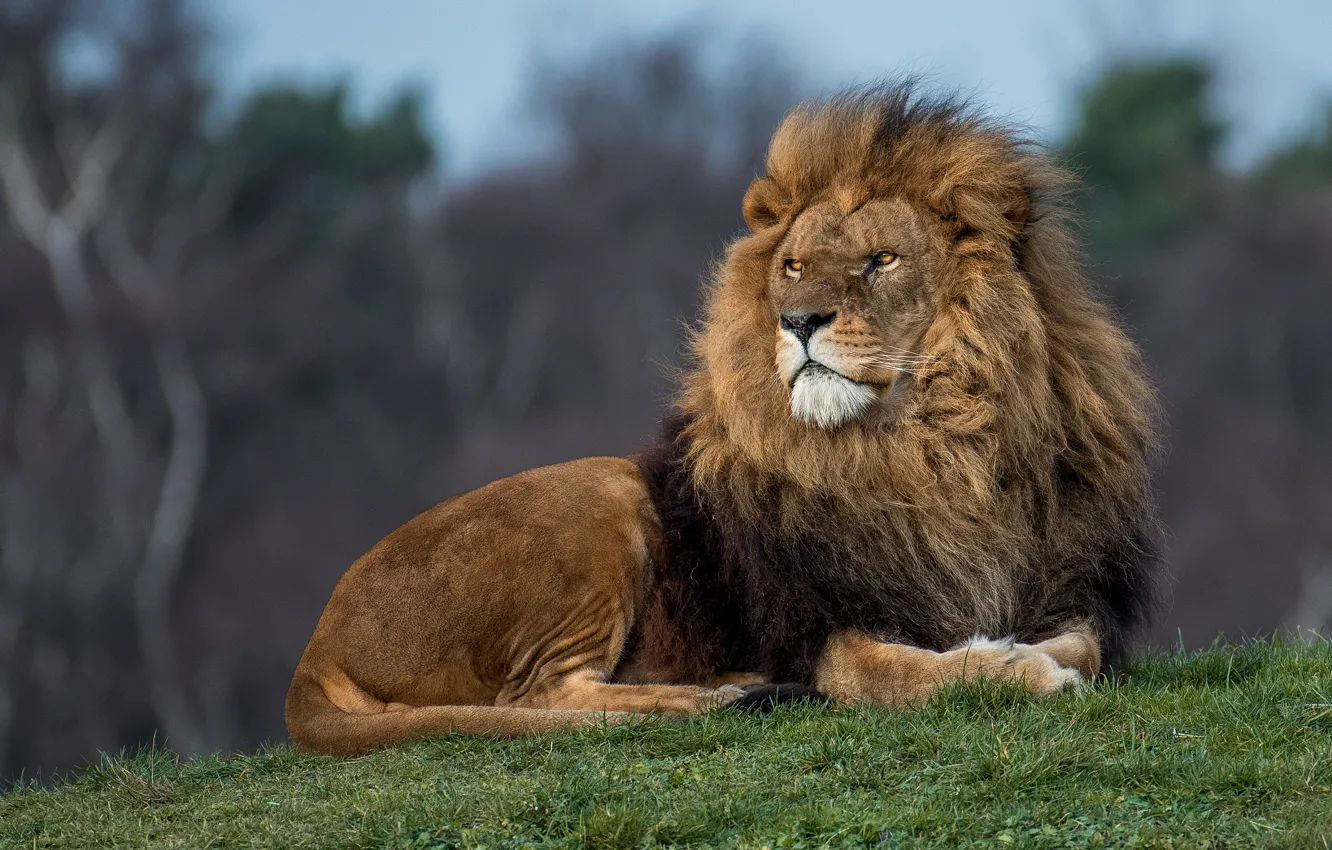 Photo wallpaper grass, look, face, nature, pose, Leo, hill, the king of beasts