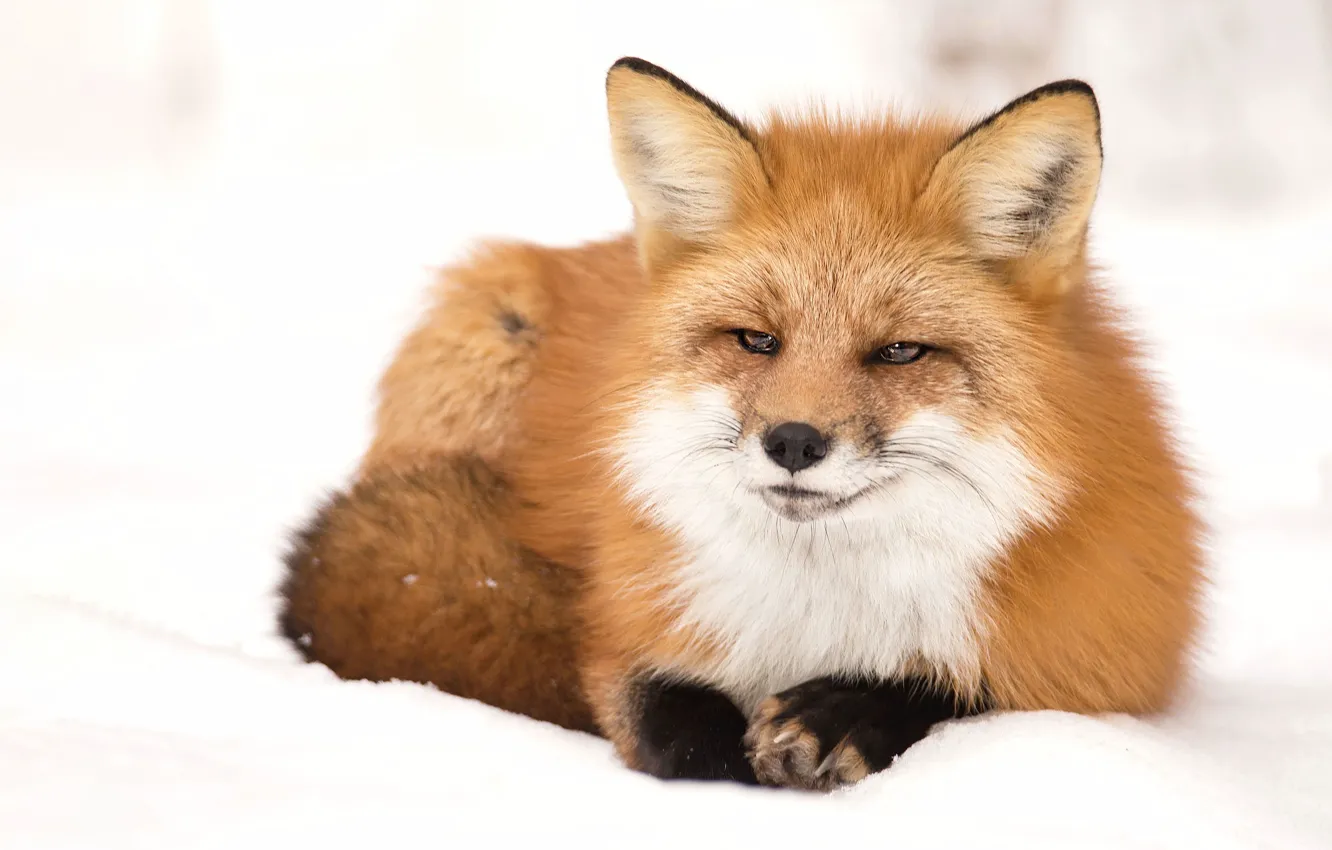 Photo wallpaper winter, look, snow, Fox, lies
