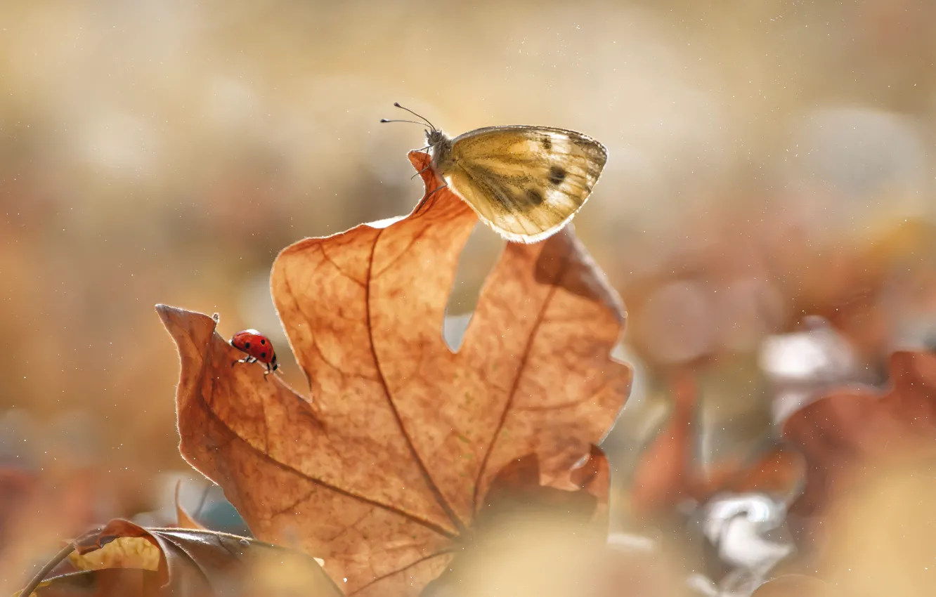 Photo wallpaper autumn, macro, insects, nature, sheet, butterfly, ladybug, beetle