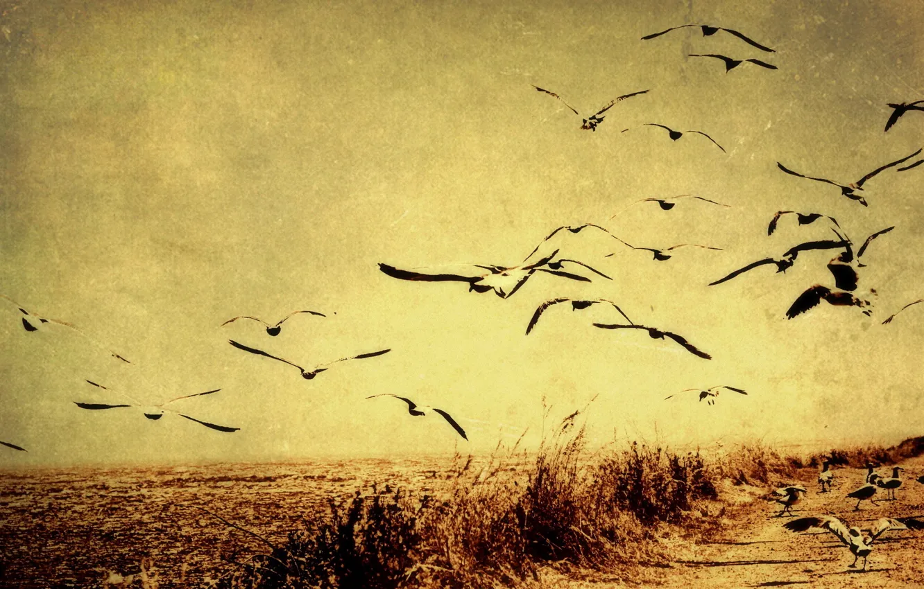 Photo wallpaper style, background, bird