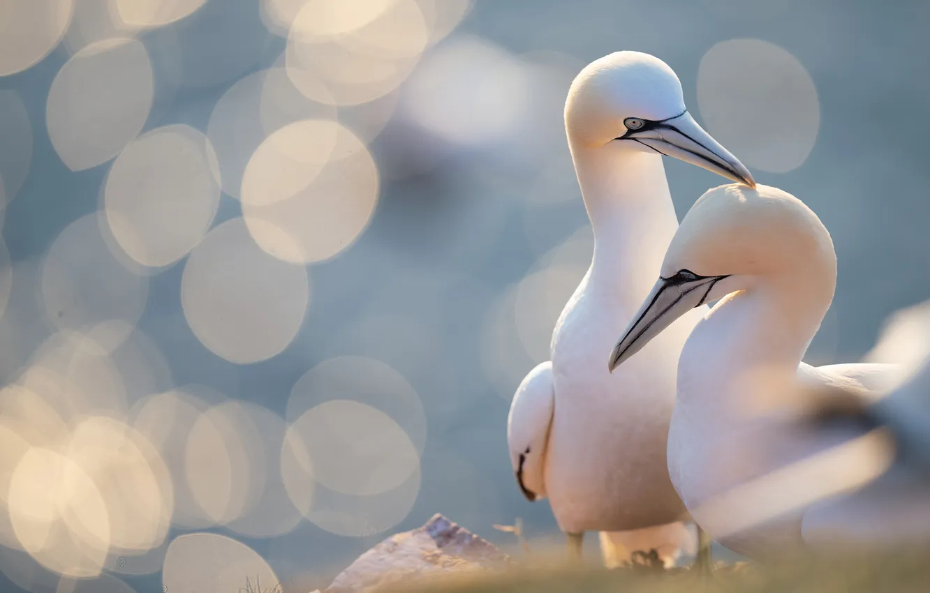 Photo wallpaper light, pose, bird, pair, Duo, bokeh, the Northern Gannet, two birds