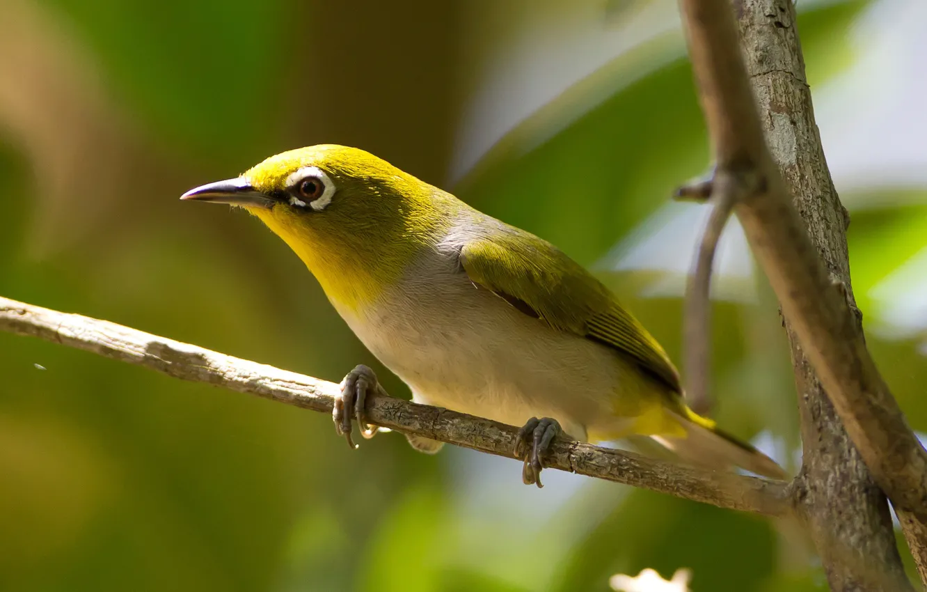 Photo wallpaper branches, bird, beak, Silver white-eye