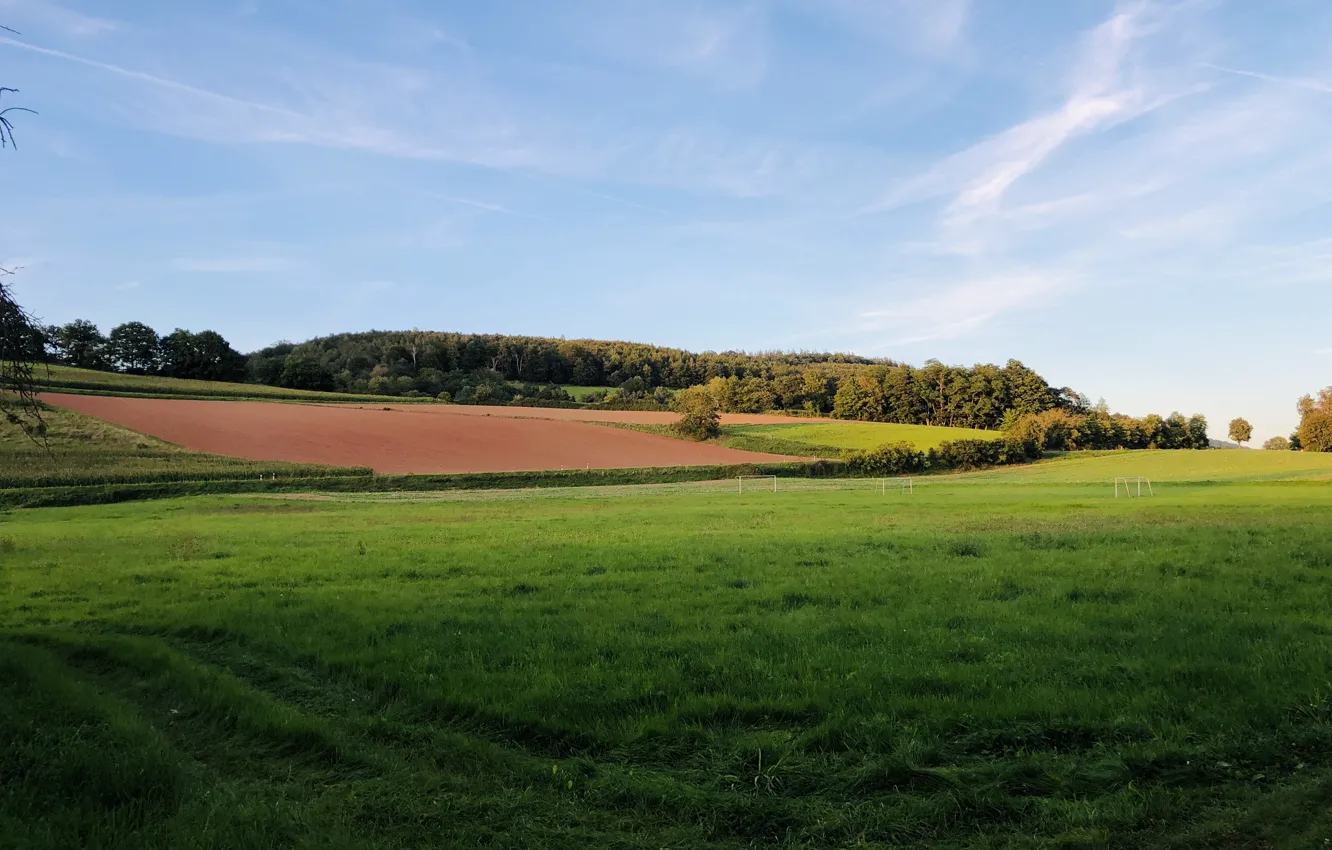 Photo wallpaper field, grass, hills, beautiful, Trees in the steppe, sky nature