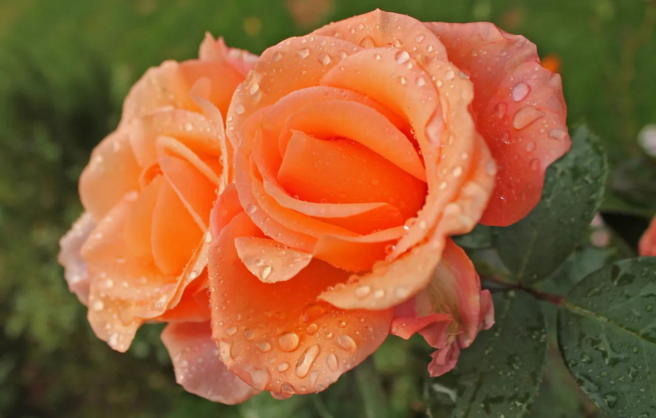 Photo wallpaper drops, macro, flowers, orange, roses, Duo