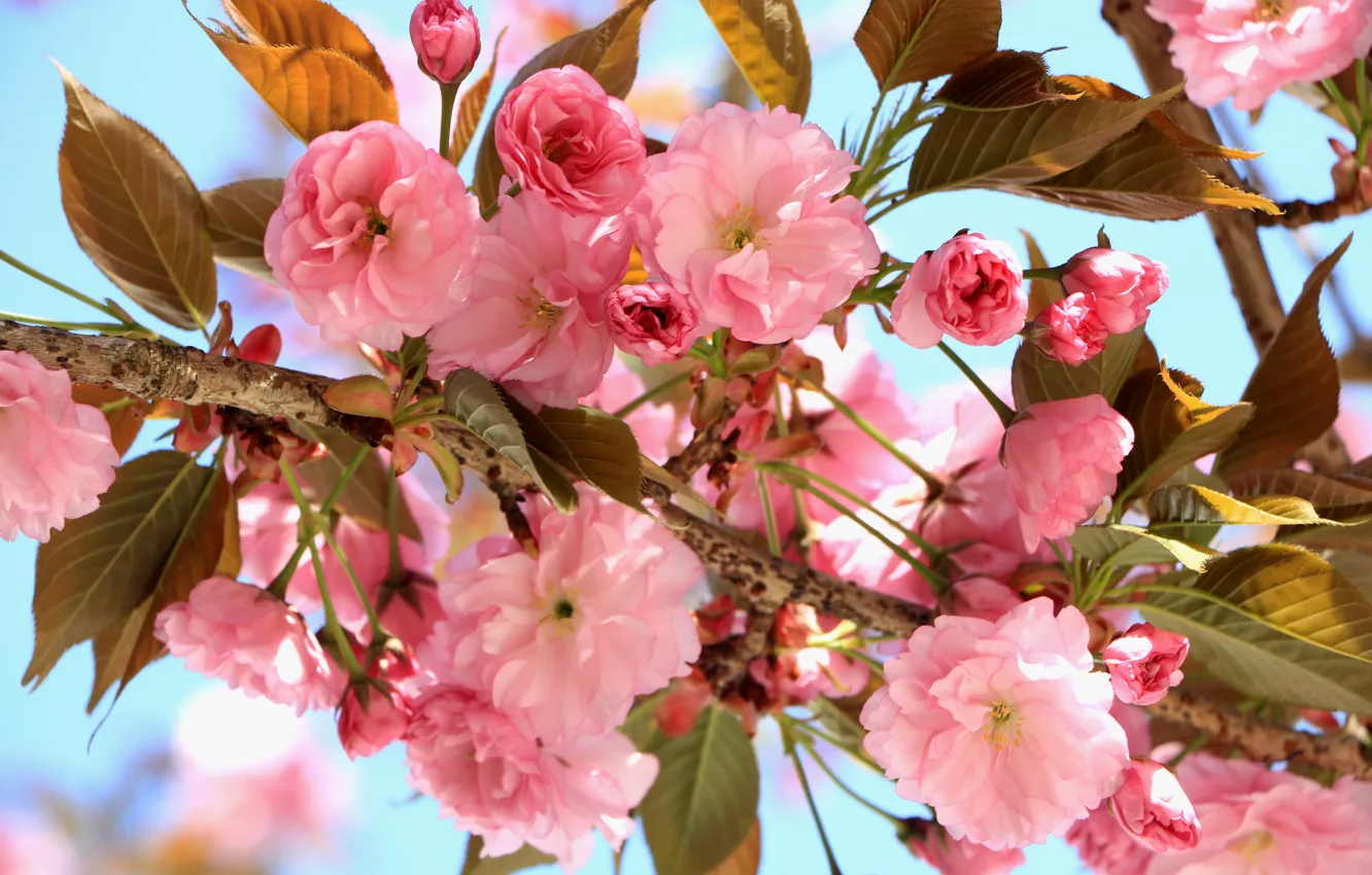 Photo wallpaper flowers, Sakura, flowering