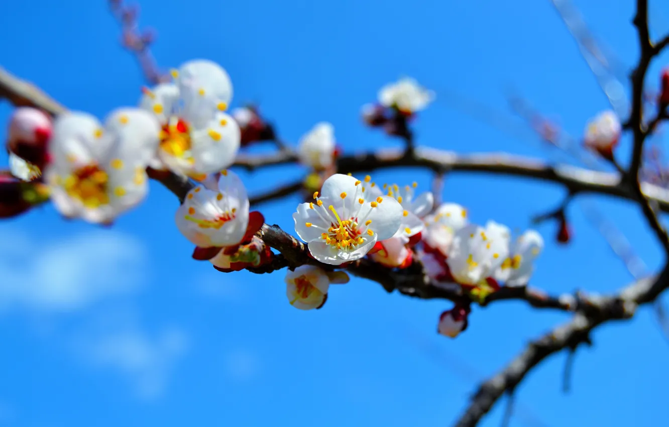 Photo wallpaper trees, branches, spring, flowering, apricots