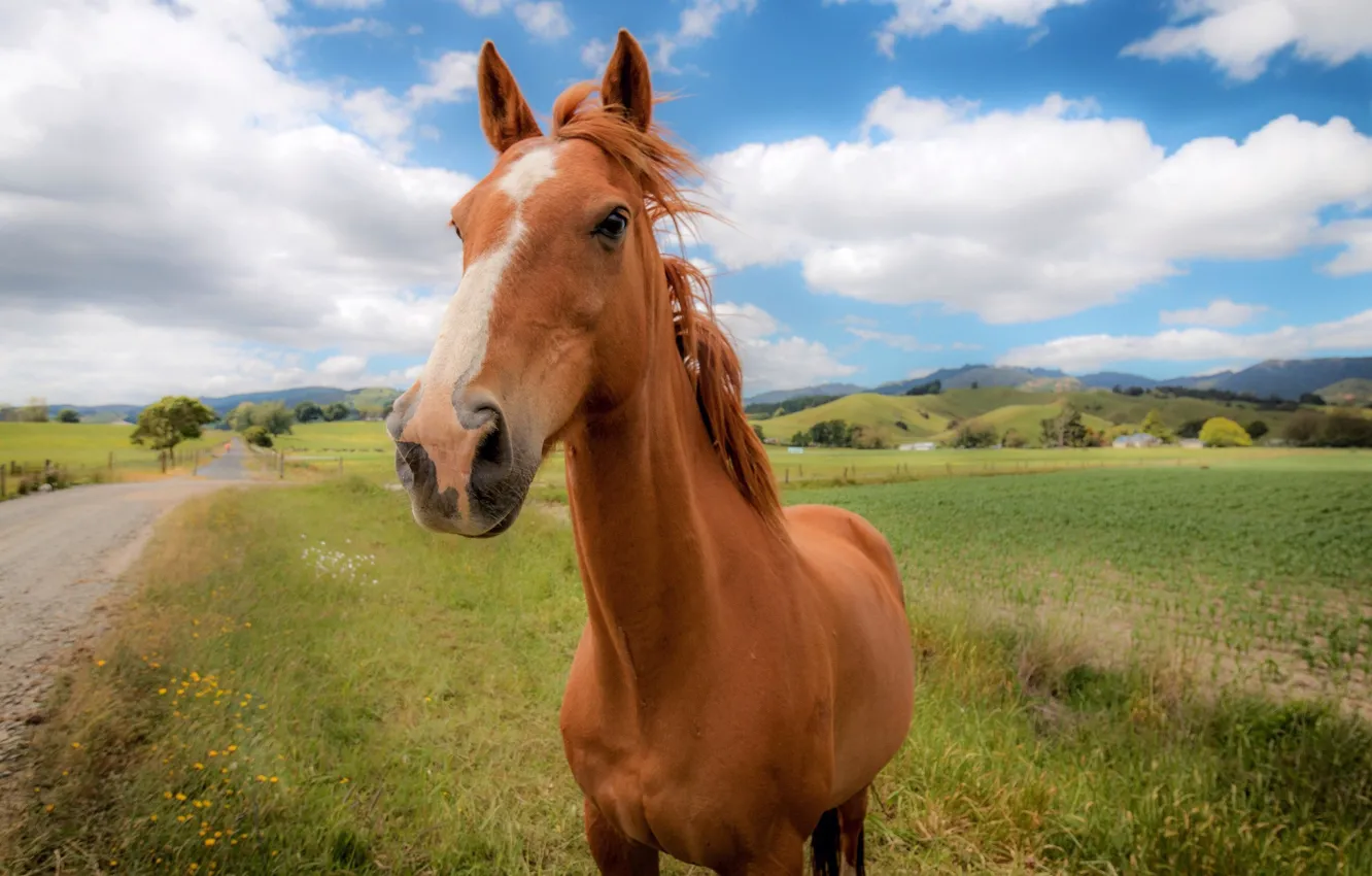 Photo wallpaper look, nature, horse, foal