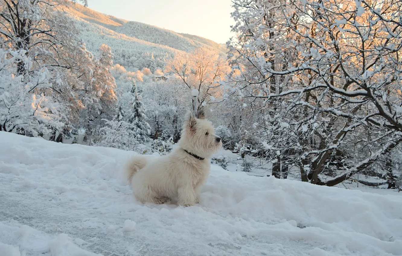 Photo wallpaper Winter, Snow, Dog, Dog, Winter, Snow, The West highland white Terrier
