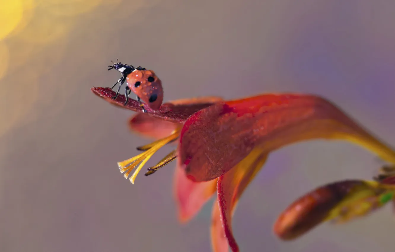 Photo wallpaper flowers, ladybug, red Bud