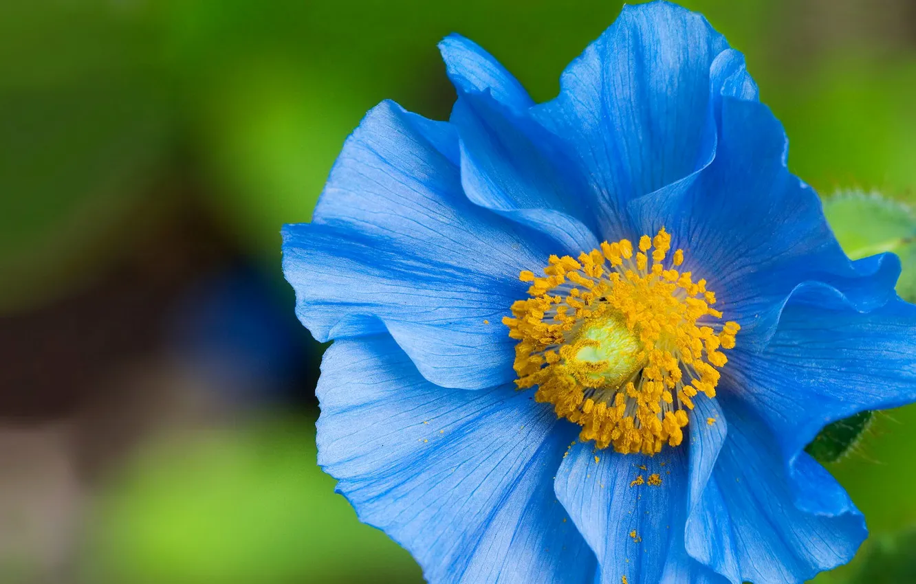 Photo wallpaper flowers, nature, petals, stamens