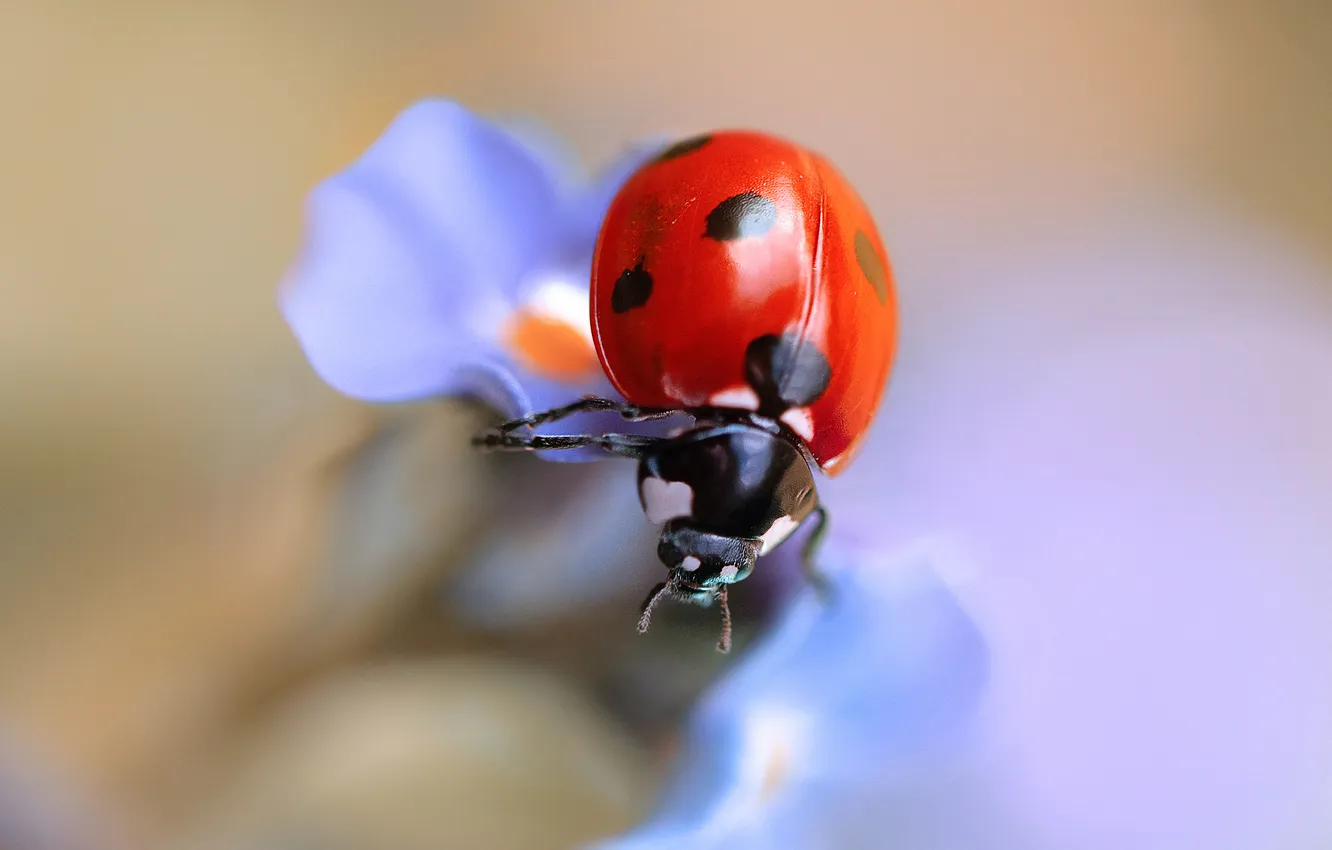 Photo wallpaper flower, ladybug, beetle, insect