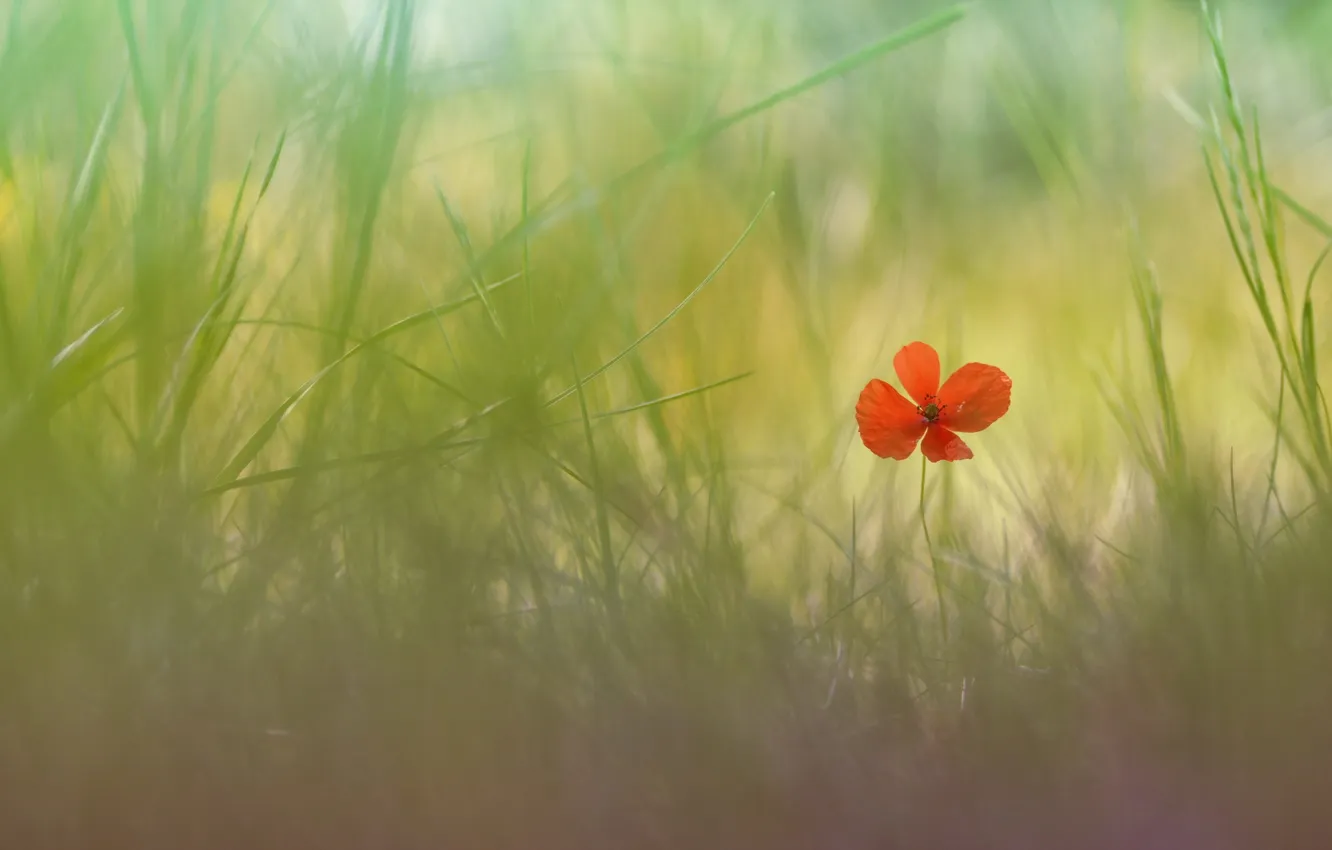 Photo wallpaper grass, flowers, nature