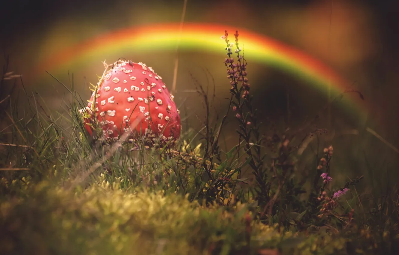 Photo wallpaper autumn, nature, mushrooms