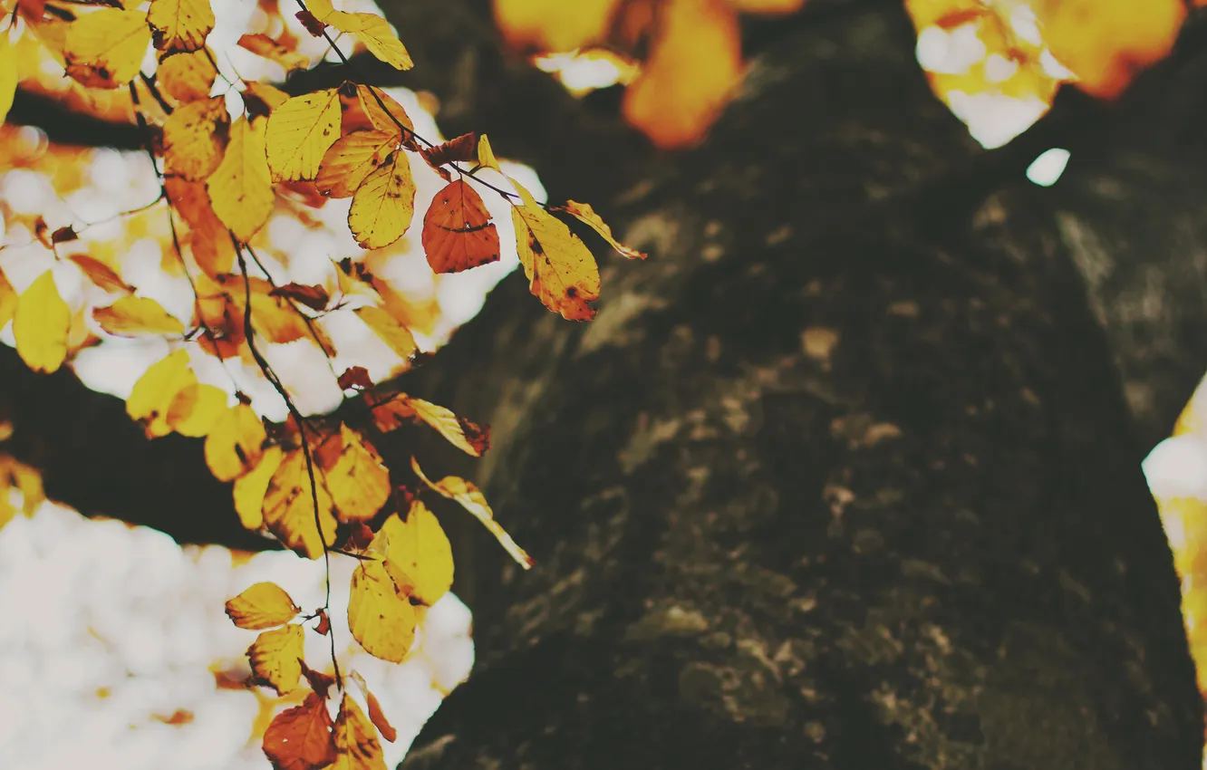 Photo wallpaper autumn, leaves, trees, orange, yellow, foliage