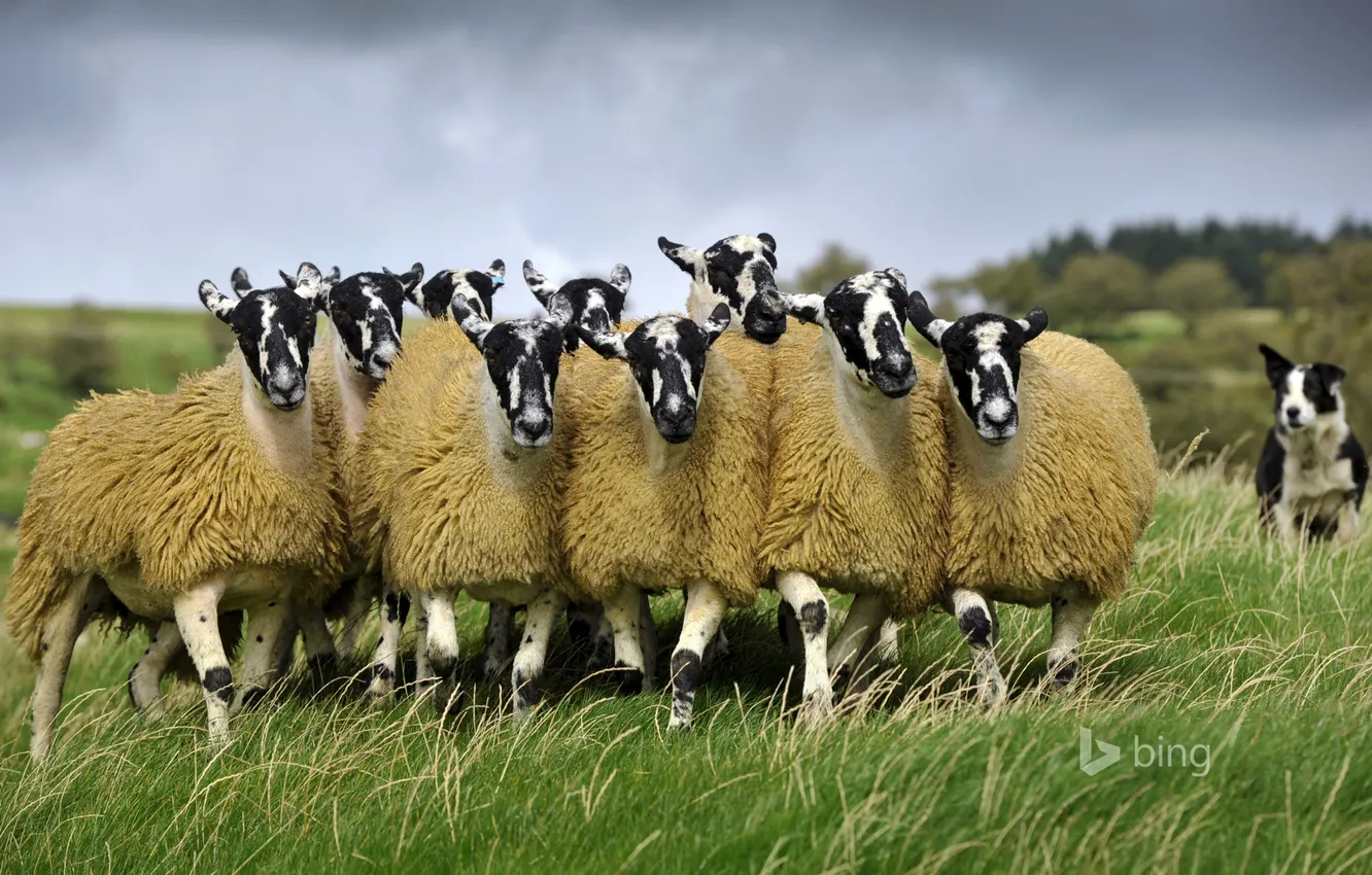 Photo wallpaper sheep, England, dog, pasture, meadow