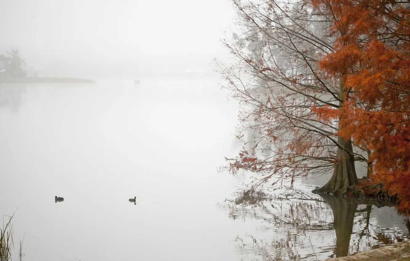 Photo wallpaper autumn, fog, lake, pond, tree, duck