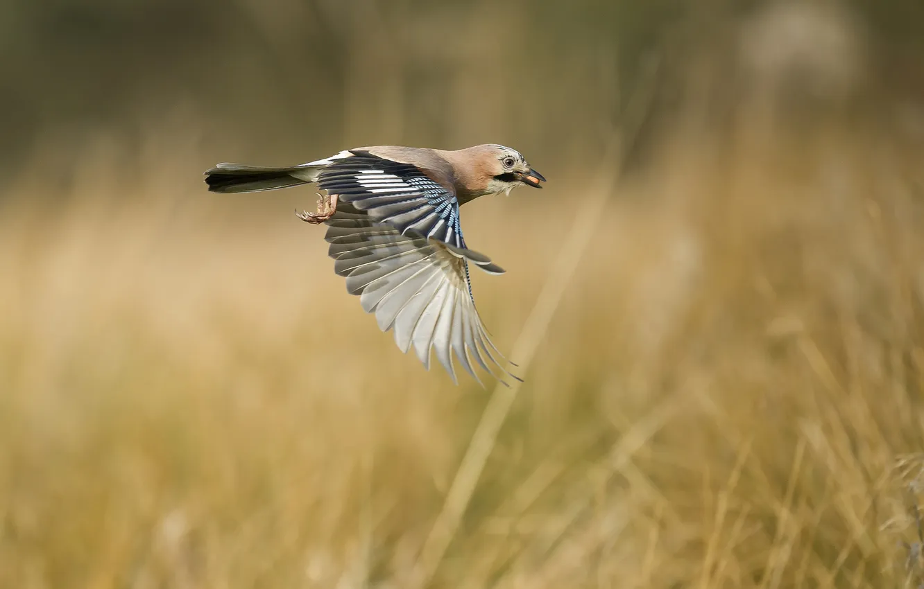 Photo wallpaper bird, wings, beak, food, in flight
