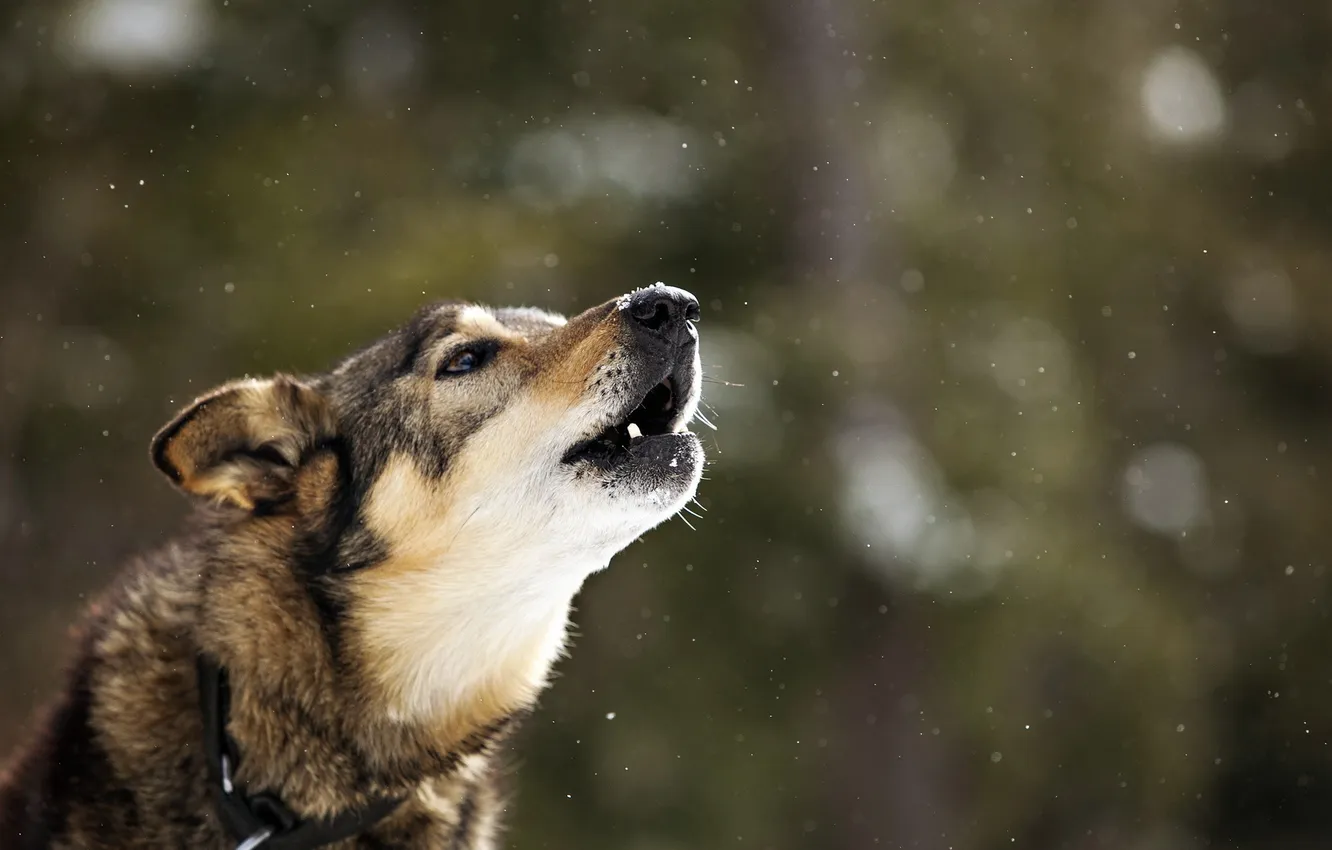 Photo wallpaper background, each, dog