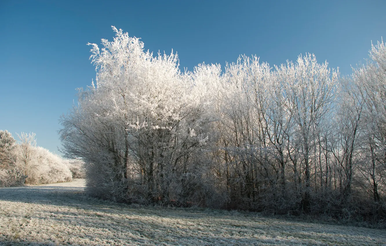 Photo wallpaper winter, the sky, trees, blue, the bushes, winters, cold touch