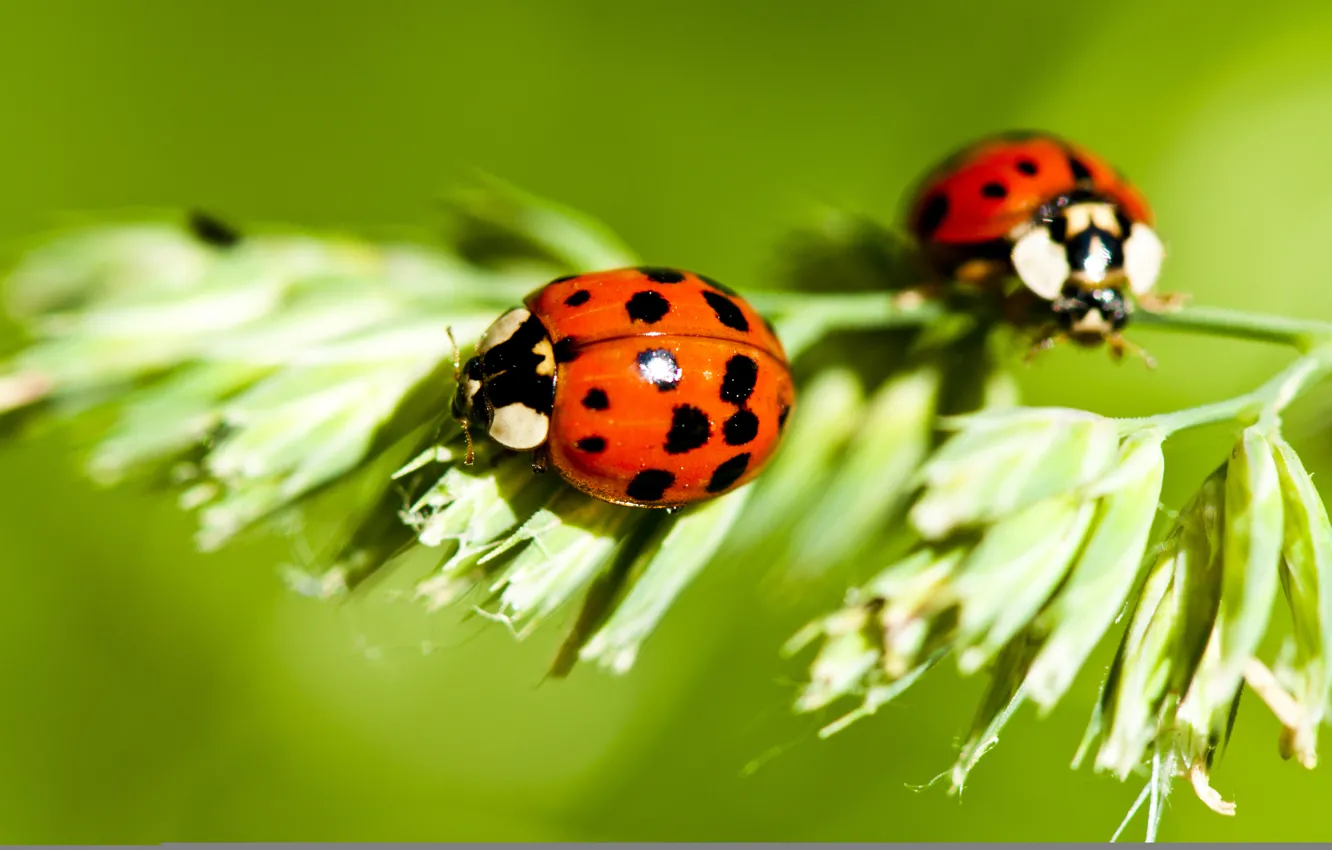 Photo wallpaper insects, plants, ladybugs