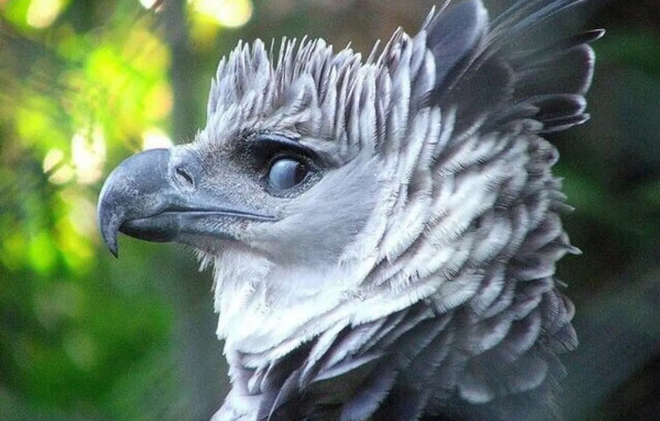 Photo wallpaper Eagle, bird, wildlife, harpy