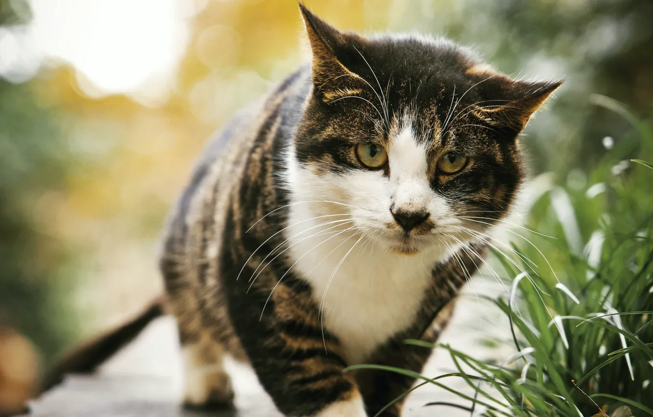 Photo wallpaper cat, summer, grass, cat, look, nature, pose, walk