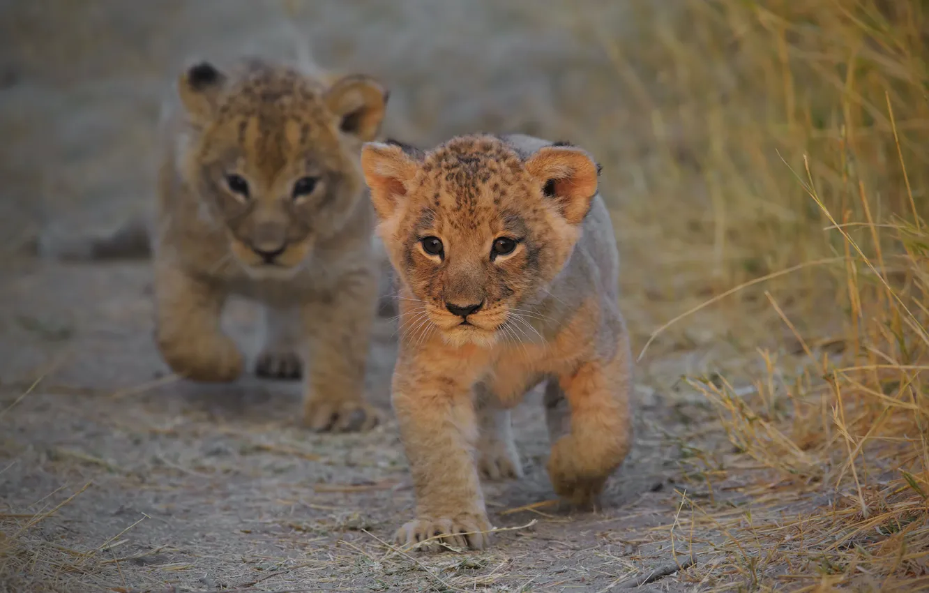 Photo wallpaper baby, walk, kitty, lion