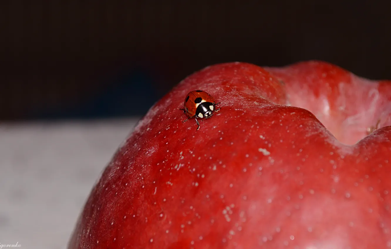 Photo wallpaper nature, Apple, Red
