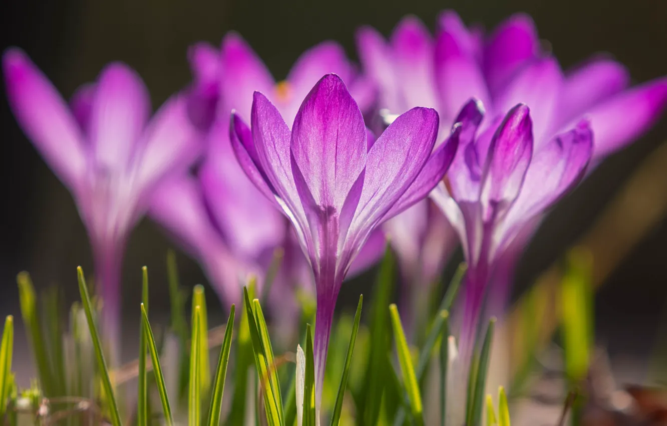 Photo wallpaper light, flowers, the dark background, glade, bright, spring, petals, crocuses