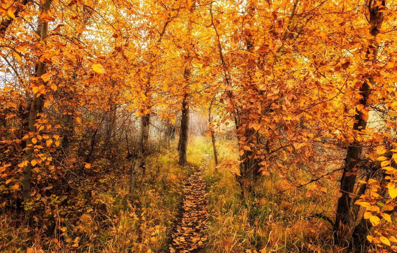 Photo wallpaper road, autumn, forest, nature, color