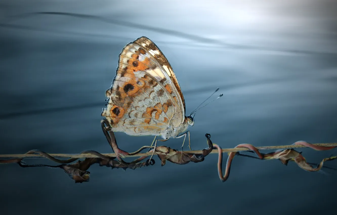 Photo wallpaper macro, butterfly, stem, vines