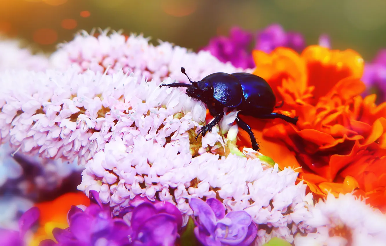 Photo wallpaper summer, macro, flowers, blue, background, black, bright, beetle