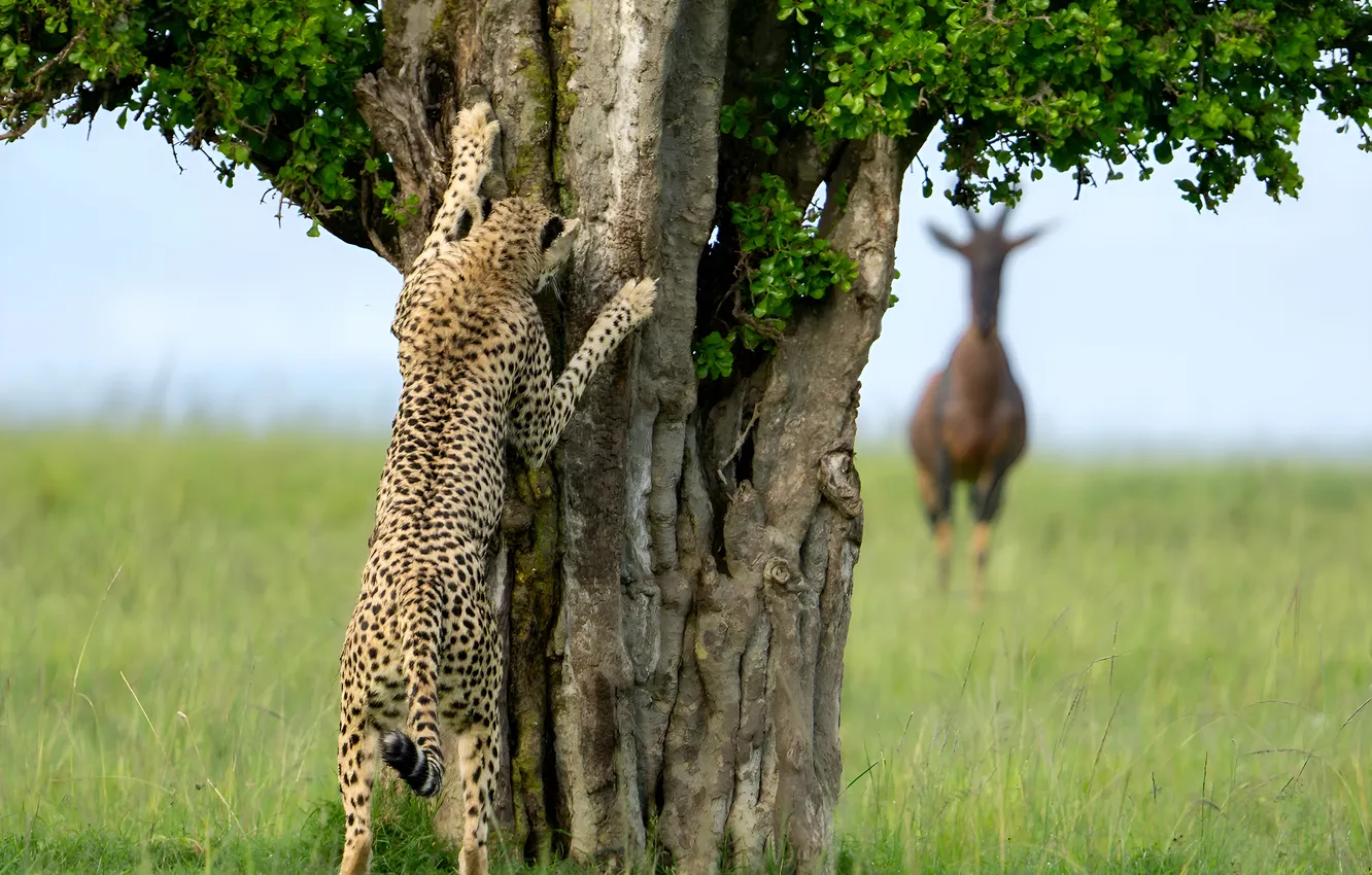 Photo wallpaper trees, hiding, antelope, Savannah, Cheetah, hunting