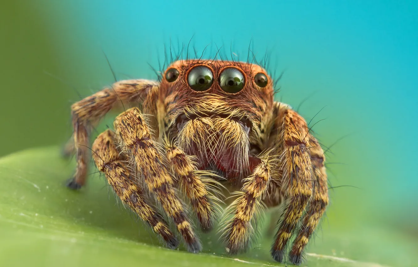 Photo wallpaper eyes, macro, legs, spider, insect