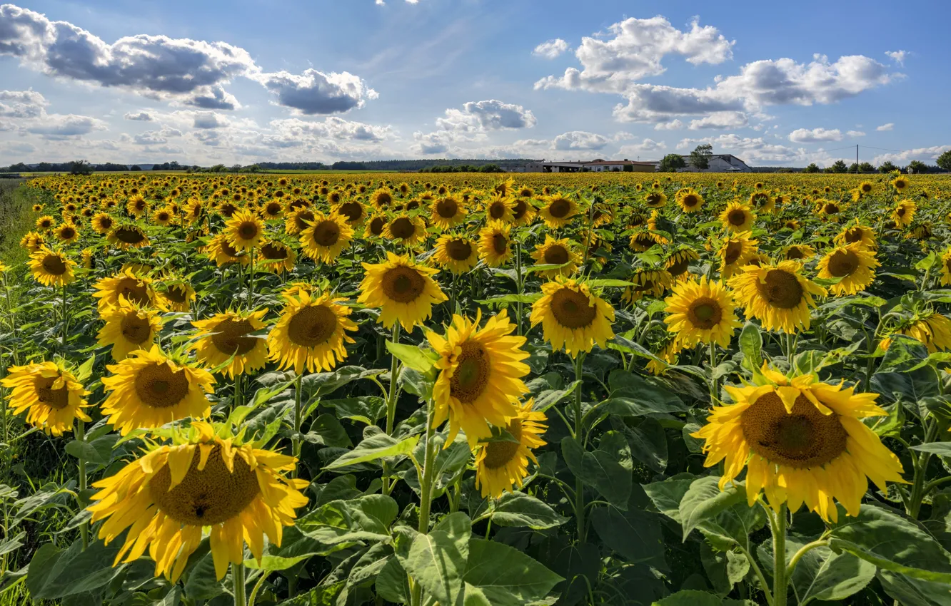 Photo wallpaper field, summer, the sky, clouds, flowers, yellow, blue, a lot
