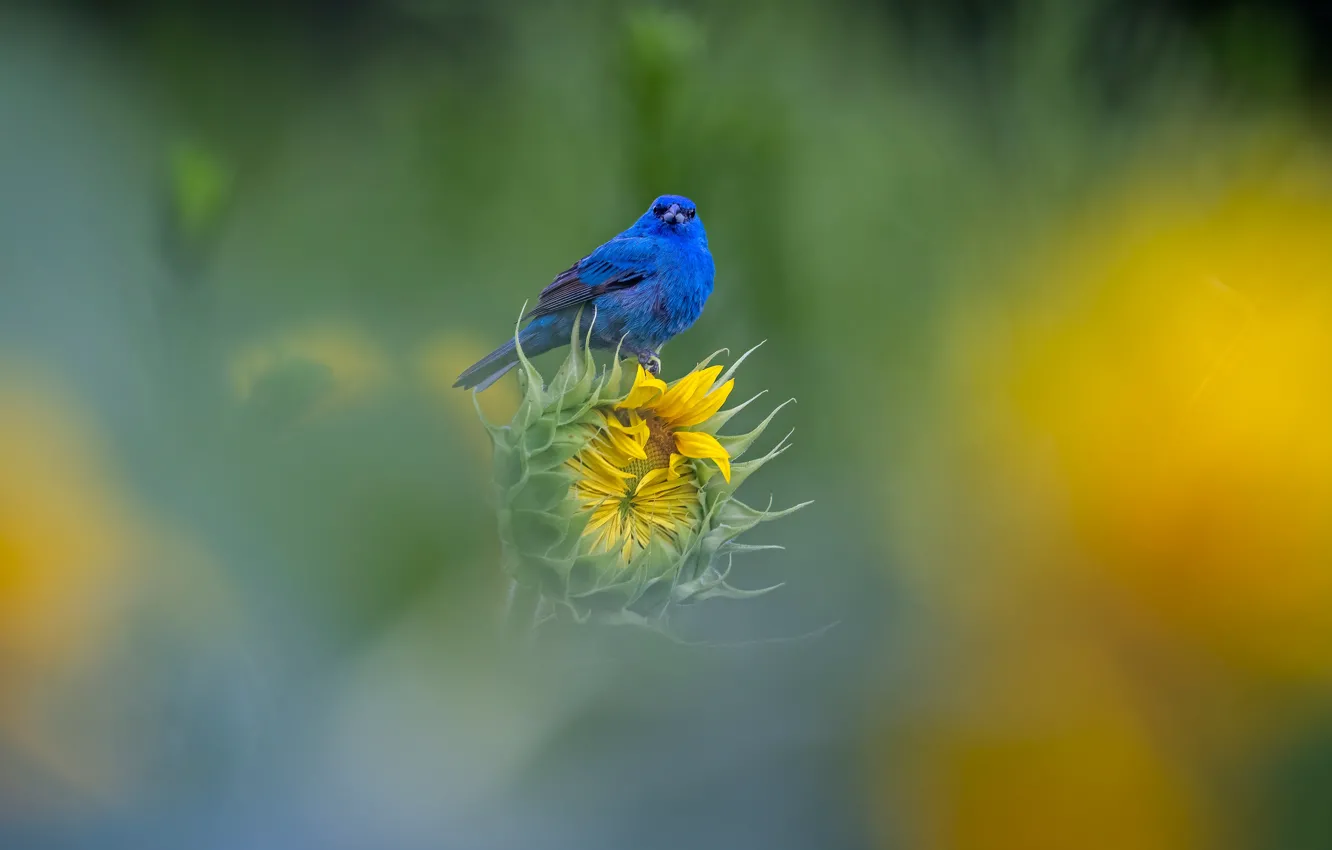 Photo wallpaper sunflowers, flowers, blue, yellow, bird, bokeh, blurred background, Indigo sancopy cardinal