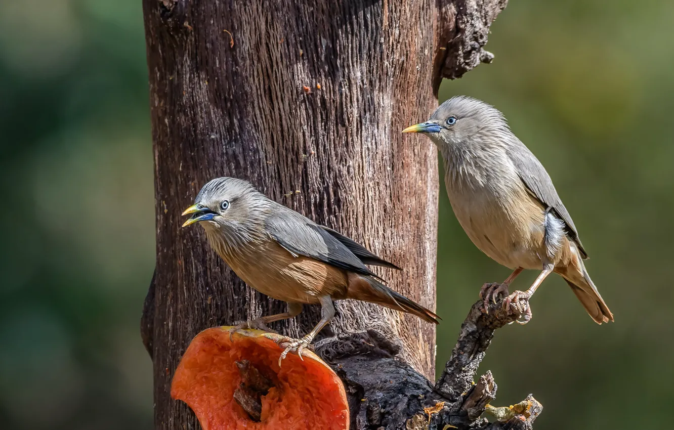 Photo wallpaper trees, bird, a couple, the Siberian Starling